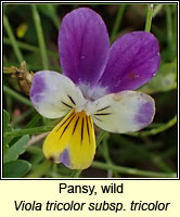 Pansy, wild, Viola tricolor