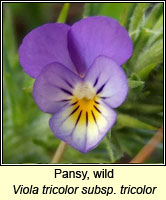 Pansy, wild, Viola tricolor
