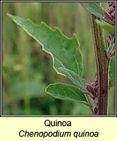 Quinoa, Chenopodium quinoa