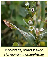 Knotgrass, broad-leaved, Polygonum monspeliense