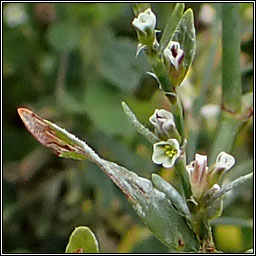 Broad-leaved Knotgrass, Polygonum monspeliense