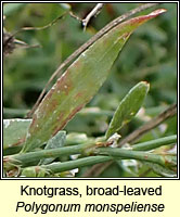 Knotgrass, broad-leaved, Polygonum monspeliense