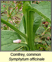 Comfrey, common, Symphytum officinale
