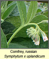 Comfrey, russian, Symphytum x uplandicum