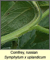 Comfrey, russian, Symphytum x uplandicum