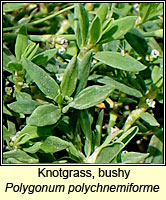 Knotgrass, bushy, Polygonum polychnemiforme