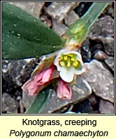Knotgrass, creeping, Polygonum chamaechyton