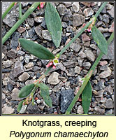 Knotgrass, creeping, Polygonum chamaechyton