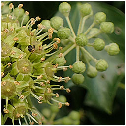 Common Ivy, Hedera helix sens strict