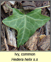 Ivy, common, Hedera helix