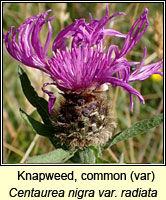 Knapweed, common (var), Centaurea nigra var radiata
