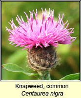 Knapweed, common, Centaurea nigra
