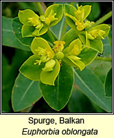 Spurge, Balkan, Euphorbia oblongata