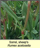 Sorrel, sheep's, Rumex acetosella