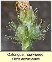 Oxtongue, hawkweed, Picris hieracioides