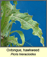 Oxtongue, hawkweed, Picris hieracioides