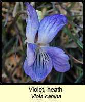 Violet, heath, Viola canina