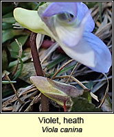 Violet, heath, Viola canina