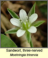 Sandwort, three-nerved, Moehringia trinervia