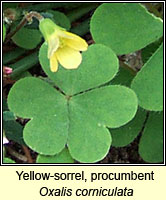 Yellow-sorrel, procumbent, Oxalis corniculata