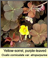 Yellow-sorrel, purple-leaved, Oxalis corniculata var atropurpurea