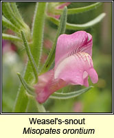 Weasel's-snout, Misopates orontium