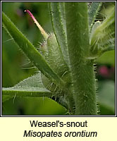 Weasel's-snout, Misopates orontium