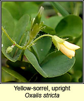 Yellow-sorrel, upright, Oxalis stricta