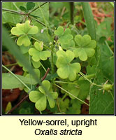 Yellow-sorrel, upright, Oxalis stricta