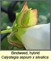 Bindweed, hybrid, Calystegia sepium x silvatica (Calystegia x lucana)
