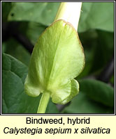 Bindweed, hybrid, Calystegia sepium x silvatica (Calystegia x lucana)
