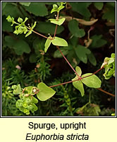 Spurge, upright, Euphorbia stricta