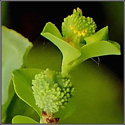 Upright Spurge, Euphorbia stricta