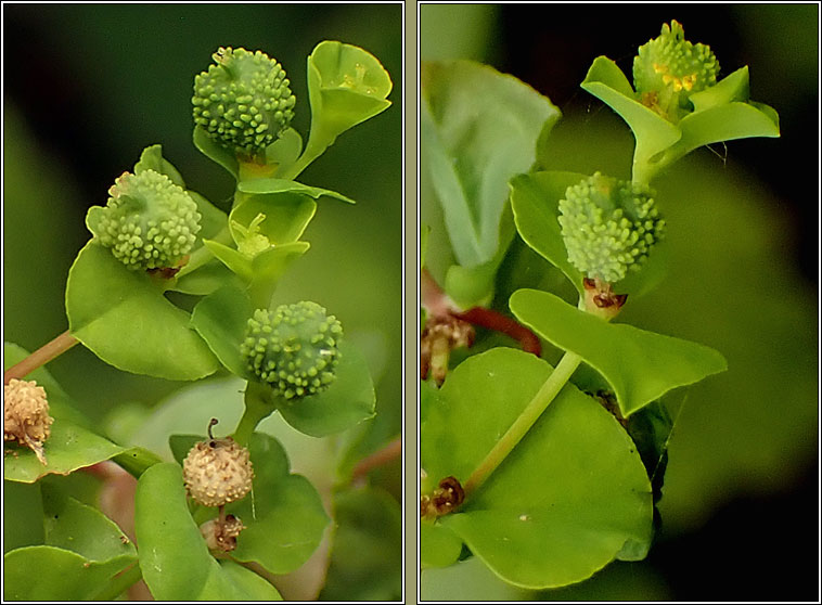 Upright Spurge, Euphorbia stricta