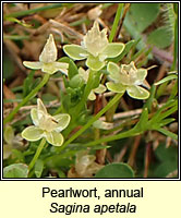 Pearlwort, annual, Sagina apetala
