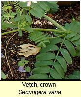 Vetch, crown, Securigera varia