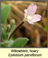 Willowherb, hoary, Epilobium parviflorum