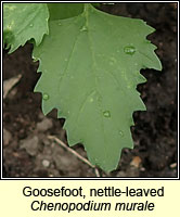Goosefoot, nettle-leaved, Chenopodium murale