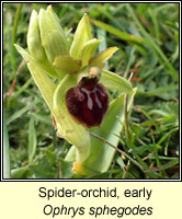 Spider-orchid, early, Ophrys sphegodes