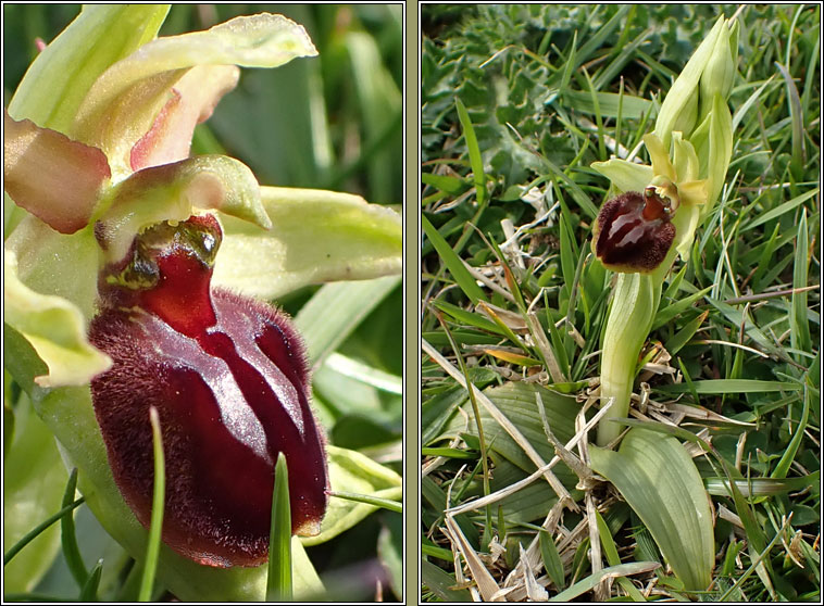 Early Spider-orchid, Ophrys sphegodes