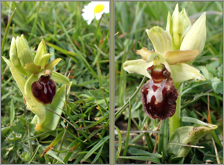 Early Spider-orchid, Ophrys sphegodes