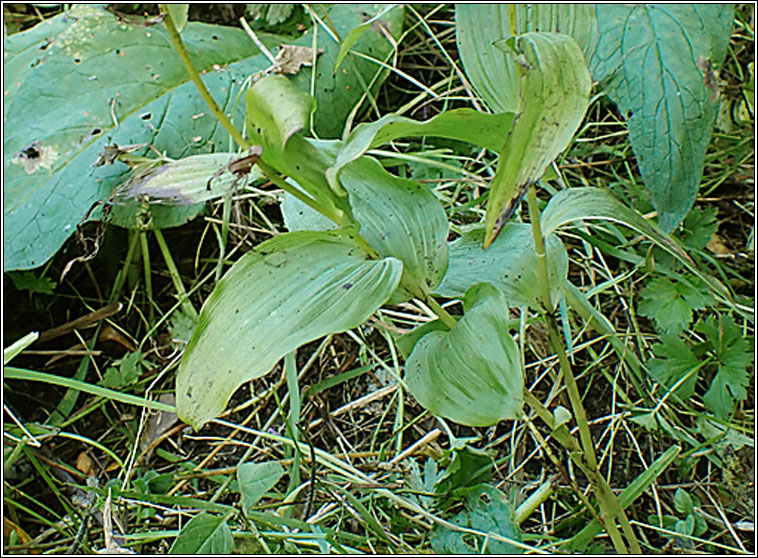 Broad-leaved Helleborine, Epipactis helleborine