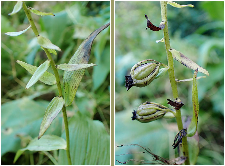 Broad-leaved Helleborine, Epipactis helleborine