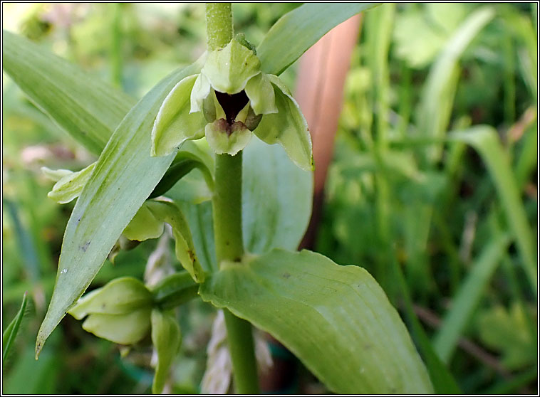 Broad-leaved Helleborine, Epipactis helleborine