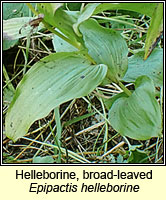 Helleborine, broad-leaved, Epipactis helleborine