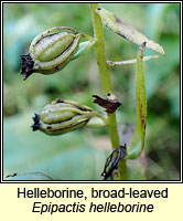 Helleborine, broad-leaved, Epipactis helleborine